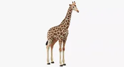 Giraffe 3D model