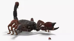Hunting Scorpion Fur Animated Rigged 3D model
