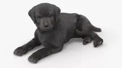 Labrador Retriever Puppy Black Lying Down Fur 3D model