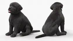 Labrador Retriever Puppy Black Sitting Pose Fur 3D model