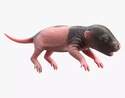 Rat Baby Newborn Spotted 3D model