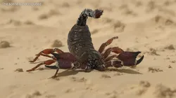 Realistic Scorpion Strikes Fur Animated Rigged 3D model