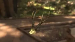 roe deer horns