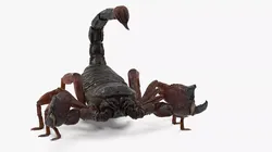 Walking Scorpion Animated Rigged 3D model