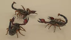 Walking Scorpion Fur Animated Rigged 3D model