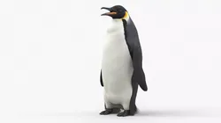 Antarctic Penguin Male Adult Fur Low-poly 3D model