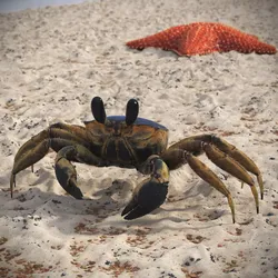 Atlantic Beach Crab Black Fur Rigged for Cinema 4D 3D model