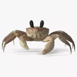 Atlantic Beach Crab Pink Beige Rigged for Cinema 4D 3D model