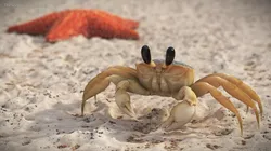 Atlantic Beach Crab Rigged for Cinema 4D 3D model