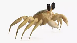 Atlantic Beach Crab Rigged for Maya 3D model