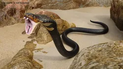 Attack Dark Skin Cobra Animated Rigged 3D model