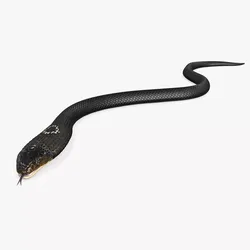 Attack Dark Skin Cobra Animated Rigged for Cinema 4D 3D model