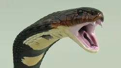 Attack Dark Skin Cobra Animated Rigged for Maya 3D model