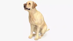 Begging White Labrador Dog Pose Animated Rigged 3D model
