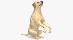 Begging White Labrador Dog Pose Animated Rigged for Cinema 4D 3D model