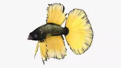 Betta Fish Aquarium Pet Rigged for Cinema 4D 3D model