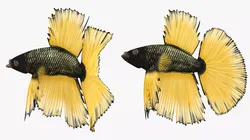 Betta Fish Aquarium Pet Rigged for Maya 3D model