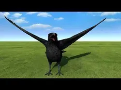 Birds pack