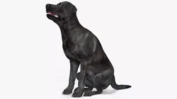 Black Begging Labrador Dog Animated Rigged for Cinema 4D 3D model
