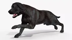 Black Labrador Dog Running Animated Rigged 3D model