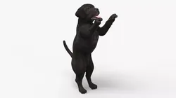 Black Labrador Puppy in Playful Standing Pose 3D model