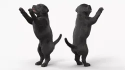 Black Labrador Puppy in Playful Standing Pose Fur for Cinema 4D 3D model