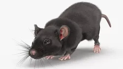 Black Rat Running Fur Animated Rigged 3D model