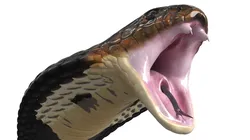 Black Skin Indian Cobra Attack Pose 3D model