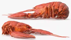 Boiled Edible Lobster Bent Body 3D model