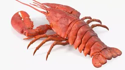 Boiled Lobster 3D model