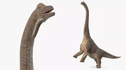 Brachiosaurus Dinosaur Rigged for Maya 3D model