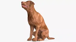 Brown Labrador Dog Begging Pose Animated Rigged for Cinema 4D 3D model