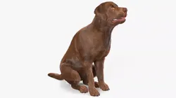 Brown Labrador Dog Begging Pose Fur Animated Rigged for Cinem... 3D model