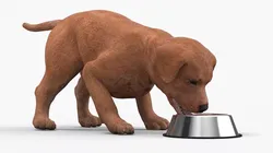 Brown Labrador Puppy Eating Dog Food 3D model