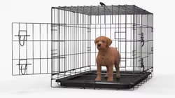Brown Labrador Retriever Puppy in Cage 3D model