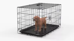 Brown Labrador Retriever Puppy in Cage Fur for Cinema 4D 3D model