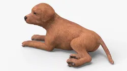 Brown Labrador Retriever Puppy Lying Down 3D model
