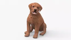 Brown Labrador Retriever Puppy Sitting Pose 3D model