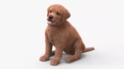 Brown Labrador Retriever Puppy Sitting Pose Fur for Maya 3D model
