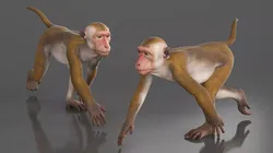 Brown Rhesus Macaque Walking 3D model