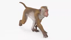 Brown Rhesus Macaque Walking Fur 3D model