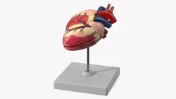Canine Heart Anatomy Model On Stand 3D model
