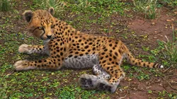 Cheetah Cub Lying Pose Fur for Maya 3D model