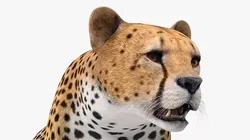 Cheetah Rigged for Cinema 4D 3D model