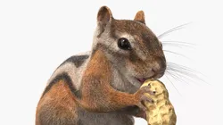 Chipmunk Holding Peanut Fur 3D model