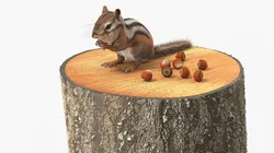Chipmunk on Tree Stump with Nuts Fur 3D model