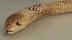Crawling Light Skin Cobra Animated Rigged 3D model