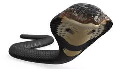 Dark Skin Cobra Crawling Animated Rigged 3D model