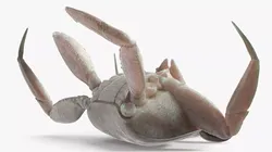 Dead Ghost Crab Crustacean 3D model