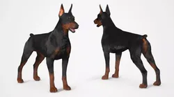 Doberman Pinscher Fur for Cinema 4D 3D model